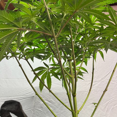 Leafy Susan growlog timeline photo