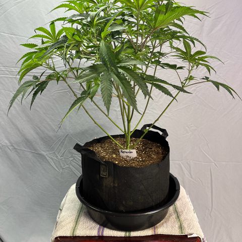 Leafy Susan growlog timeline photo