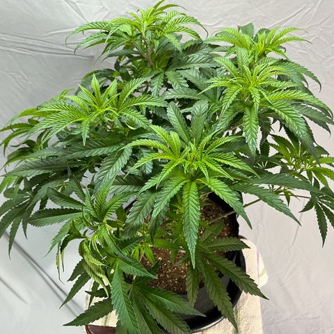 Leafy Susan growlog timeline photo
