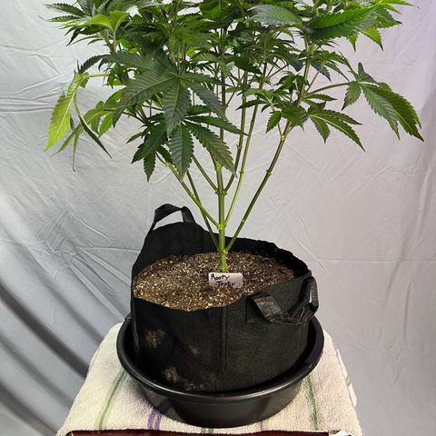Leafy Susan growlog timeline photo