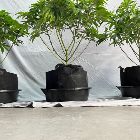 Leafy Susan growlog timeline photo