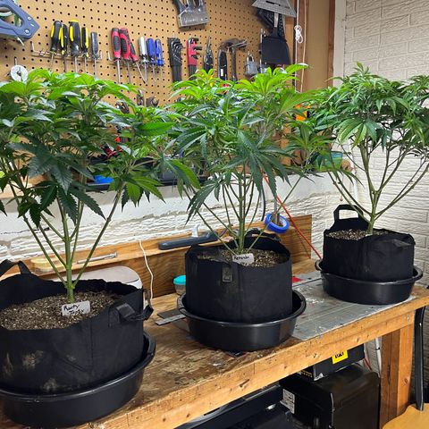 Leafy Susan growlog timeline photo