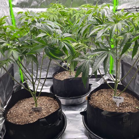 Leafy Susan growlog timeline photo
