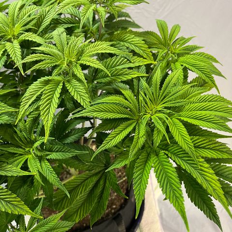 Leafy Susan growlog timeline photo