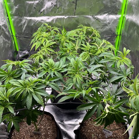 Leafy Susan growlog timeline photo