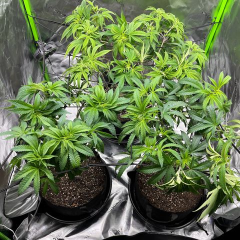 Leafy Susan growlog timeline photo