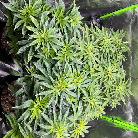 Leafy Susan growlog timeline photo