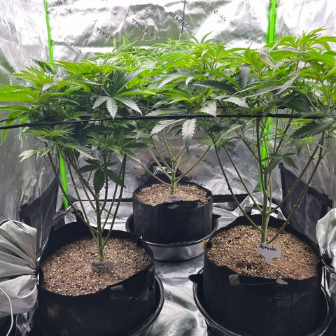 Leafy Susan growlog timeline photo