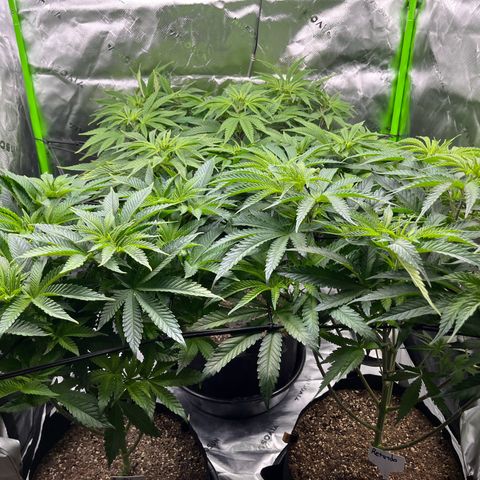 Leafy Susan growlog timeline photo