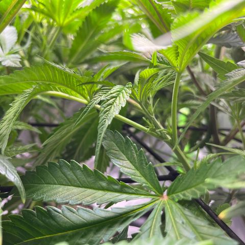 Leafy Susan growlog timeline photo