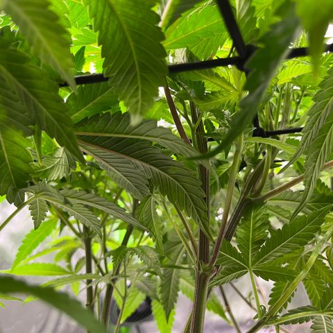 Leafy Susan growlog timeline photo
