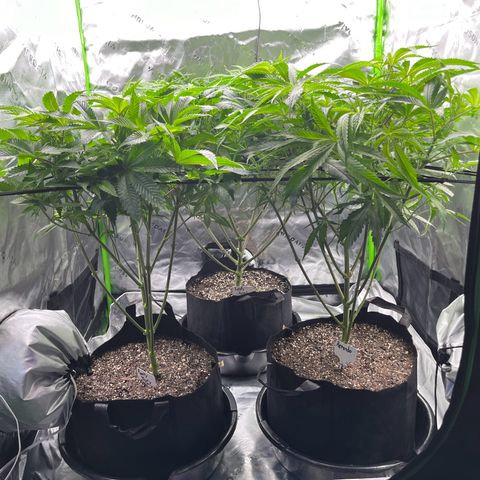 Leafy Susan growlog timeline photo