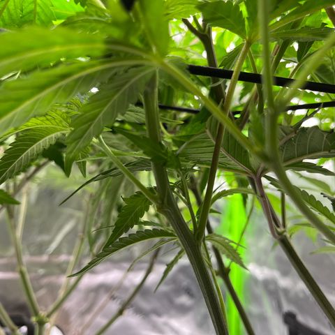 Leafy Susan growlog timeline photo