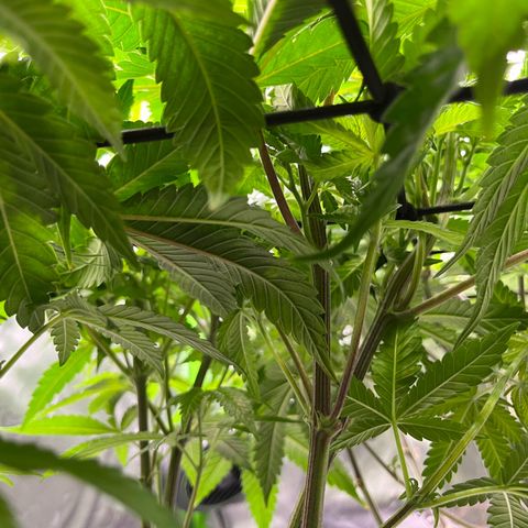 Leafy Susan growlog timeline photo