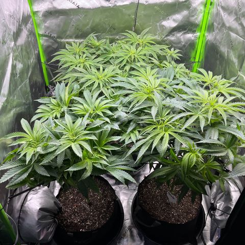 Leafy Susan growlog timeline photo