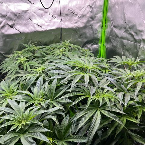 Leafy Susan growlog timeline photo