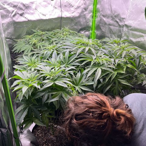 Leafy Susan growlog timeline photo