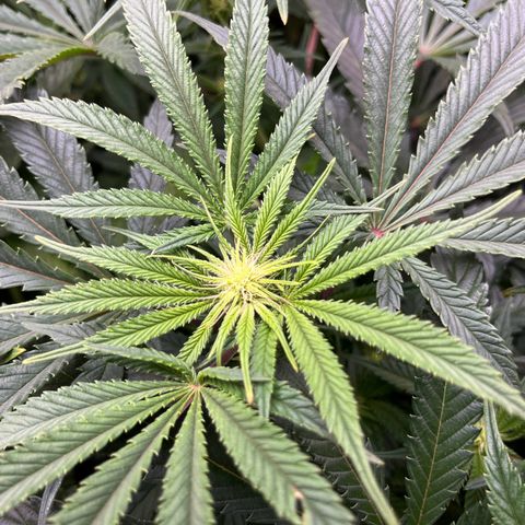 Leafy Susan growlog timeline photo