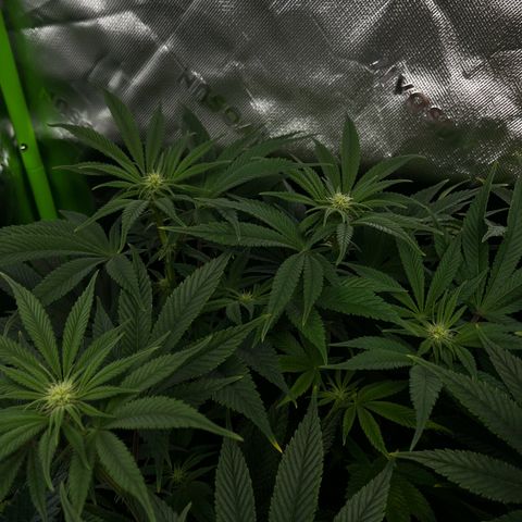 Leafy Susan growlog timeline photo