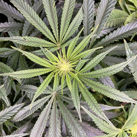 Leafy Susan growlog timeline photo
