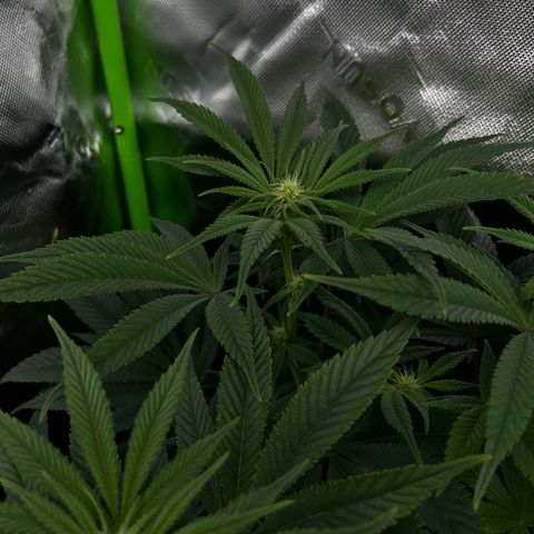 Leafy Susan growlog timeline photo