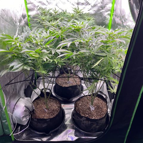 Leafy Susan growlog timeline photo