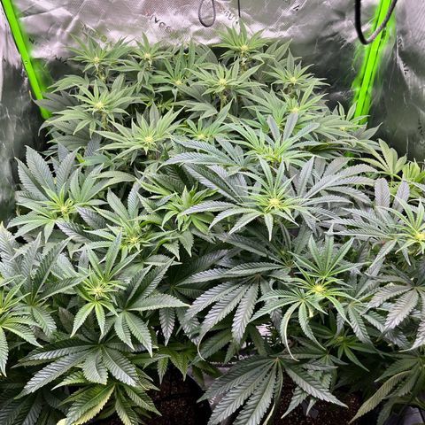 Leafy Susan growlog timeline photo