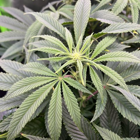 Leafy Susan growlog timeline photo