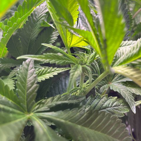 Leafy Susan growlog timeline photo