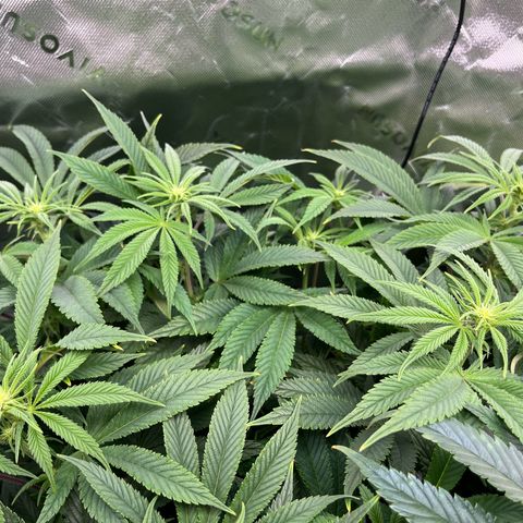 Leafy Susan growlog timeline photo