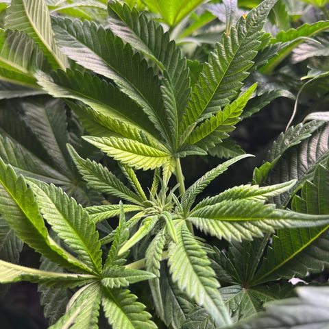 Leafy Susan growlog timeline photo