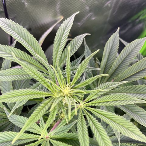 Leafy Susan growlog timeline photo
