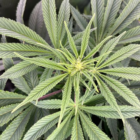 Leafy Susan growlog timeline photo