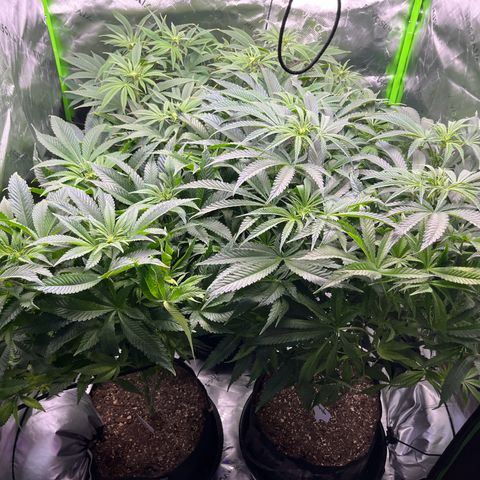 Leafy Susan growlog timeline photo