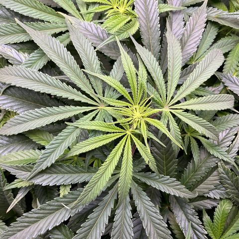 Leafy Susan growlog timeline photo