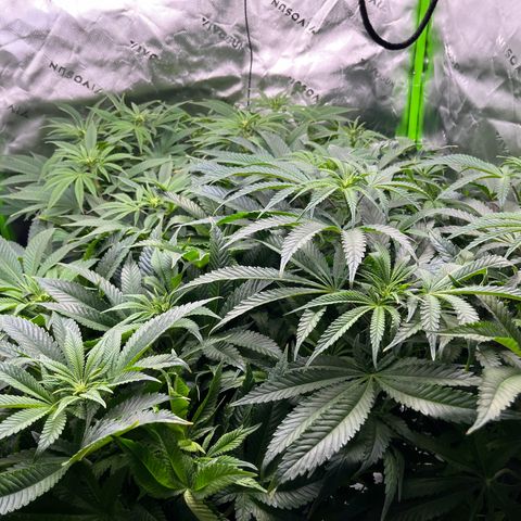 Leafy Susan growlog timeline photo