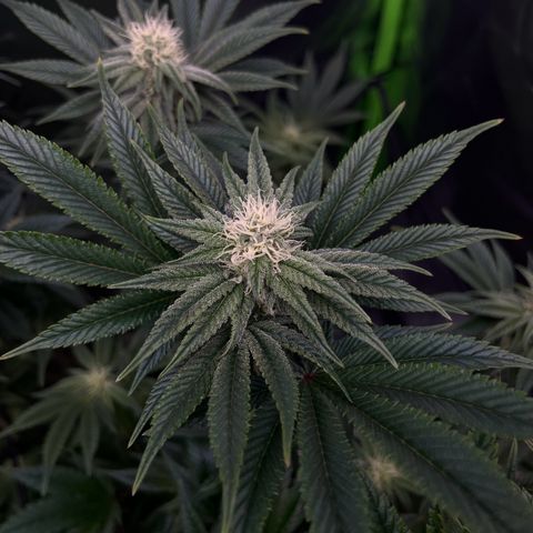 Leafy Susan growlog timeline photo