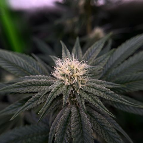 Leafy Susan growlog timeline photo