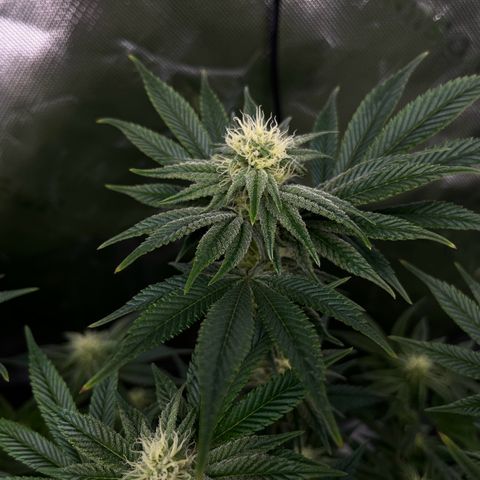 Leafy Susan growlog timeline photo