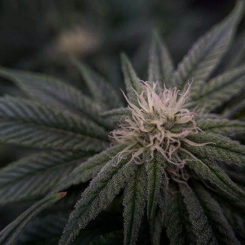 Leafy Susan growlog timeline photo