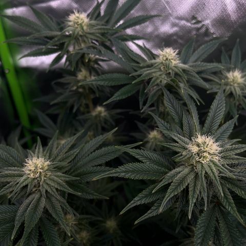 Leafy Susan growlog timeline photo