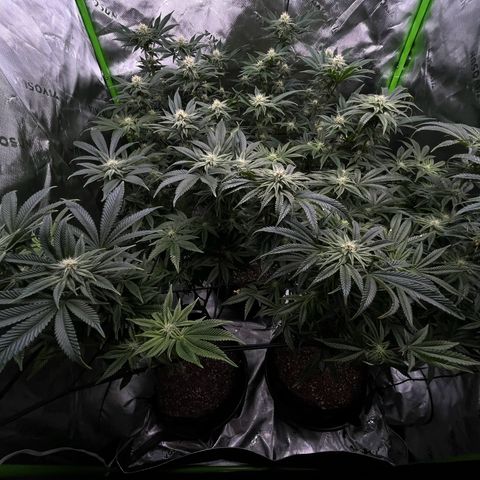 Leafy Susan growlog timeline photo