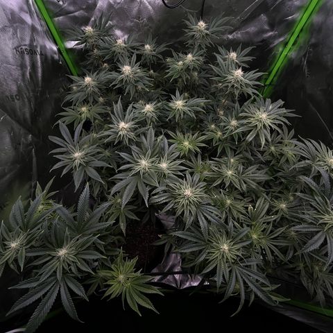 Leafy Susan growlog timeline photo