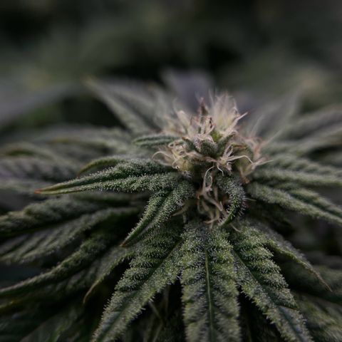 Leafy Susan growlog timeline photo