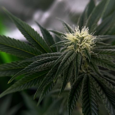 Leafy Susan growlog timeline photo