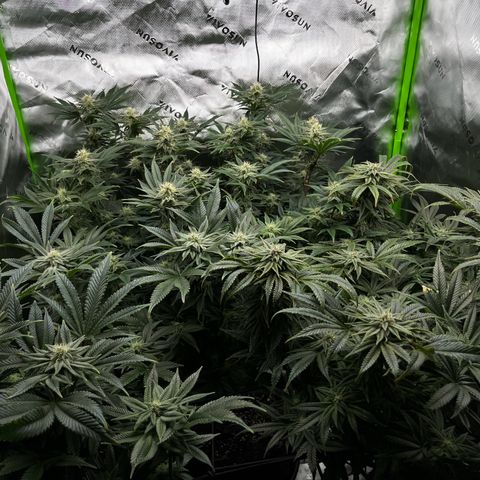 Leafy Susan growlog timeline photo
