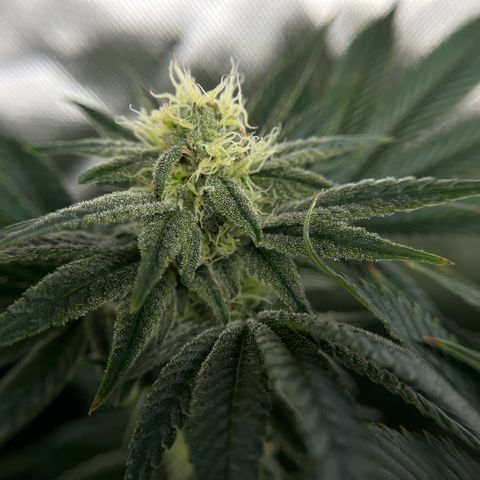Leafy Susan growlog timeline photo