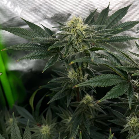 Leafy Susan growlog timeline photo