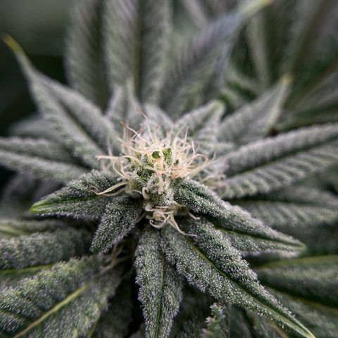 Leafy Susan growlog timeline photo