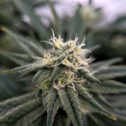 Leafy Susan growlog timeline photo